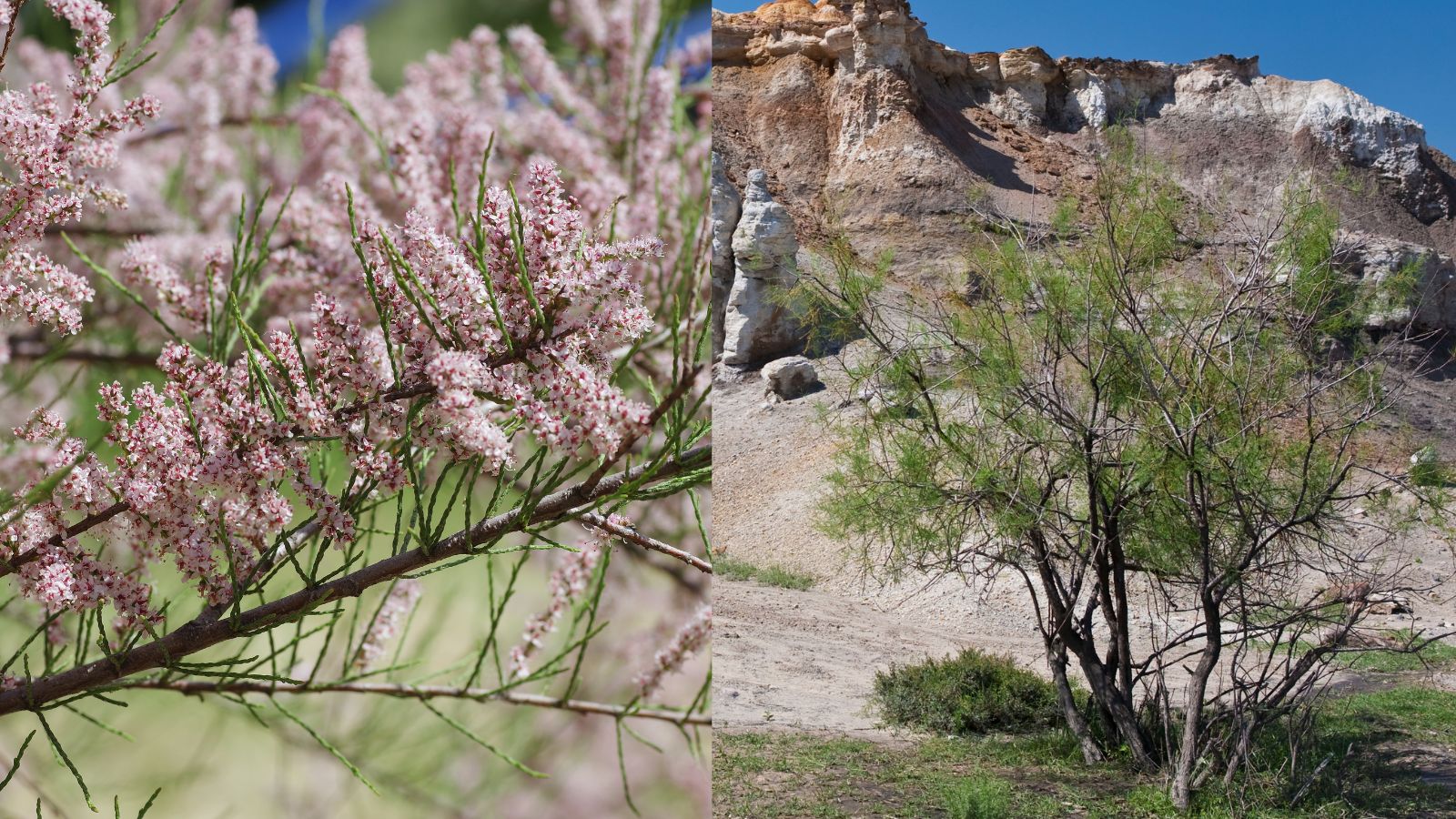 Tamarisk salt cedar trees