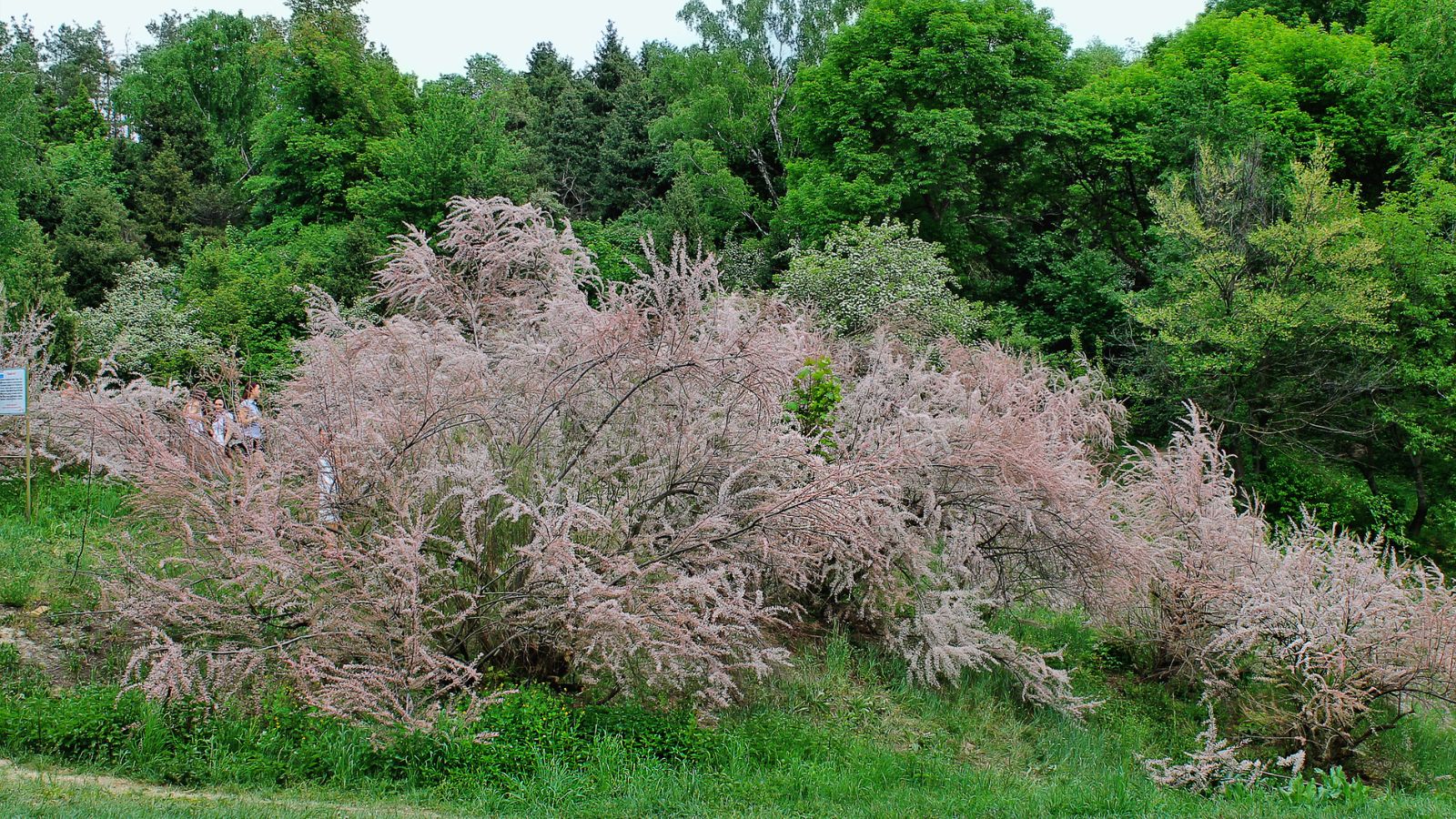 A Tamarisk salt cedar trees with pink flowers while in bloom