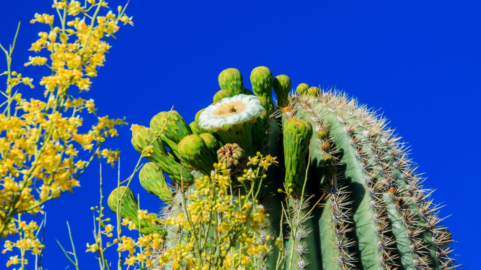 A blooming cactus in Phoenix 