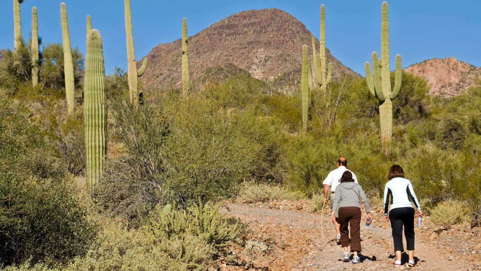 three people walk in the desert with large cactus