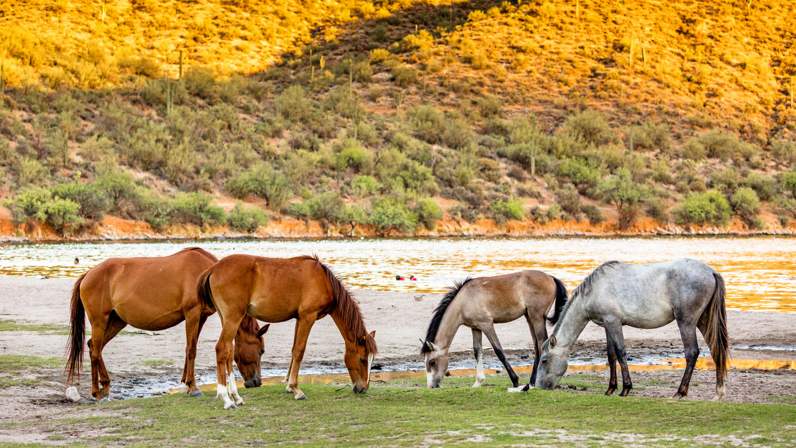 four horses graze along the Salt River