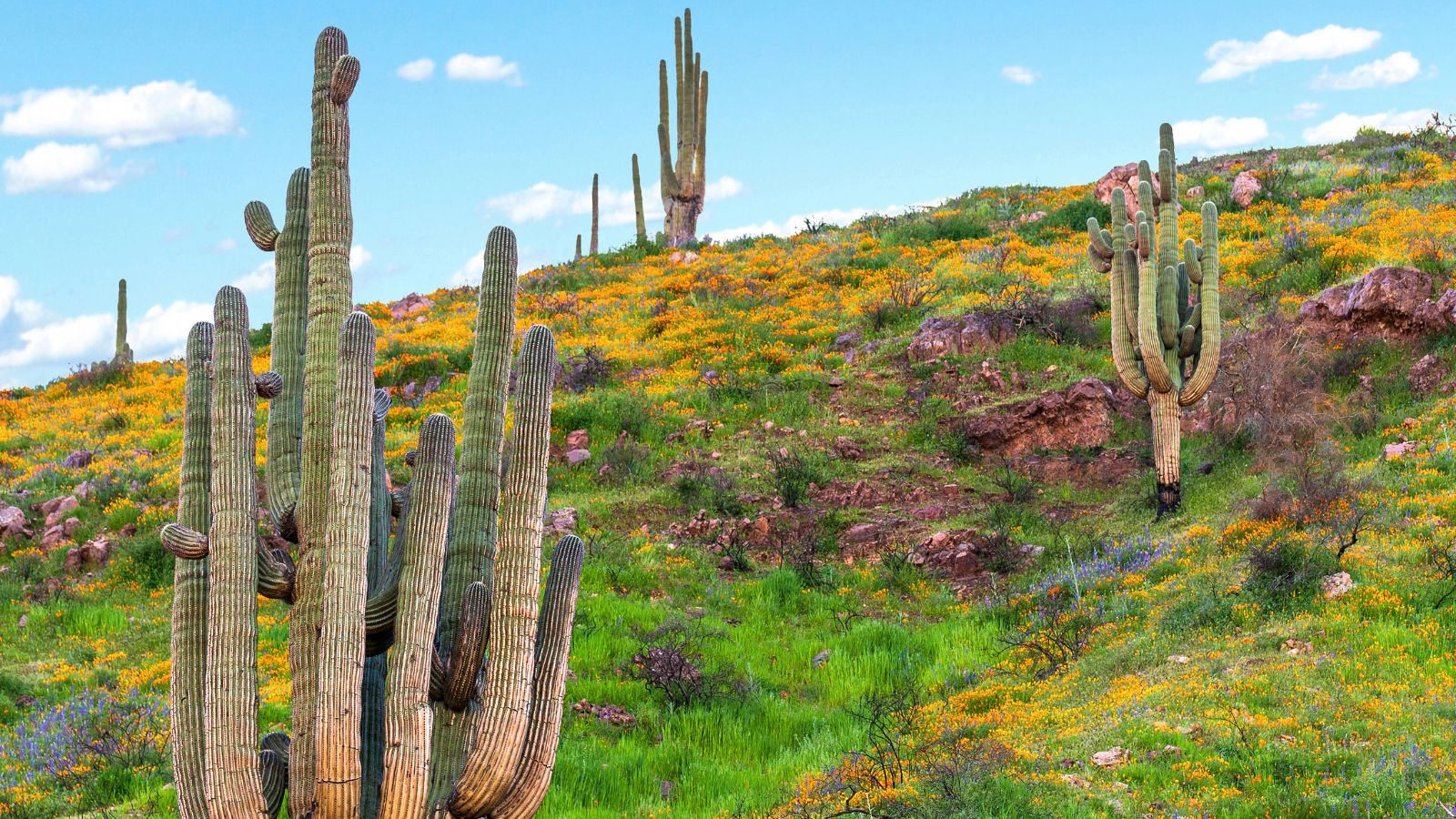 The spring wildflower bloom in the Sonoran Desert