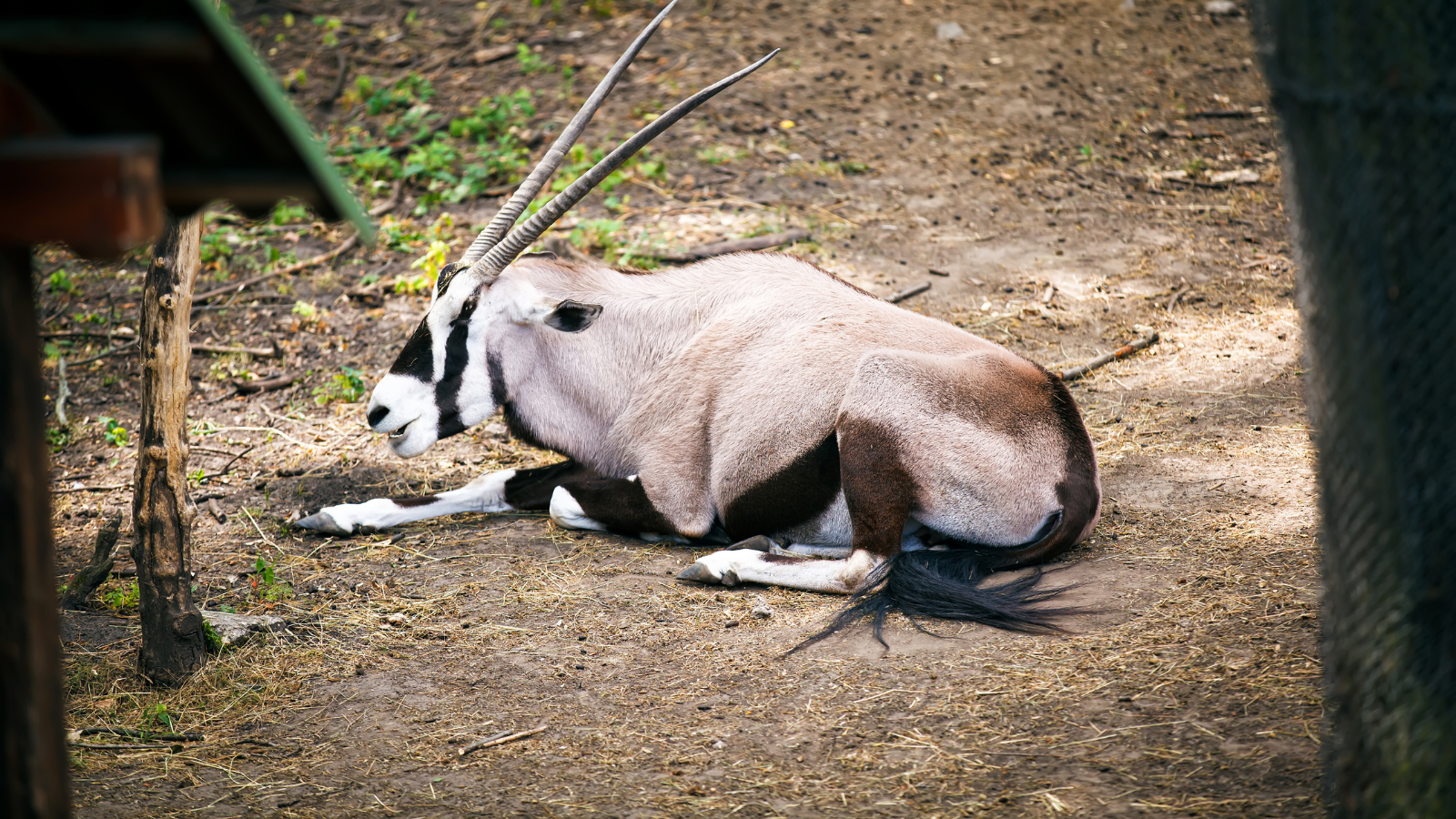 an animal sits at a zoo in Arizona