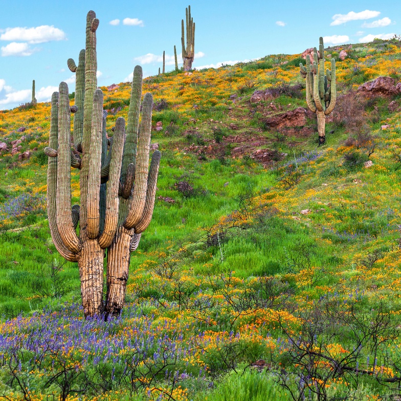 A wildflower bloom in Arizona's Sonoran Desert