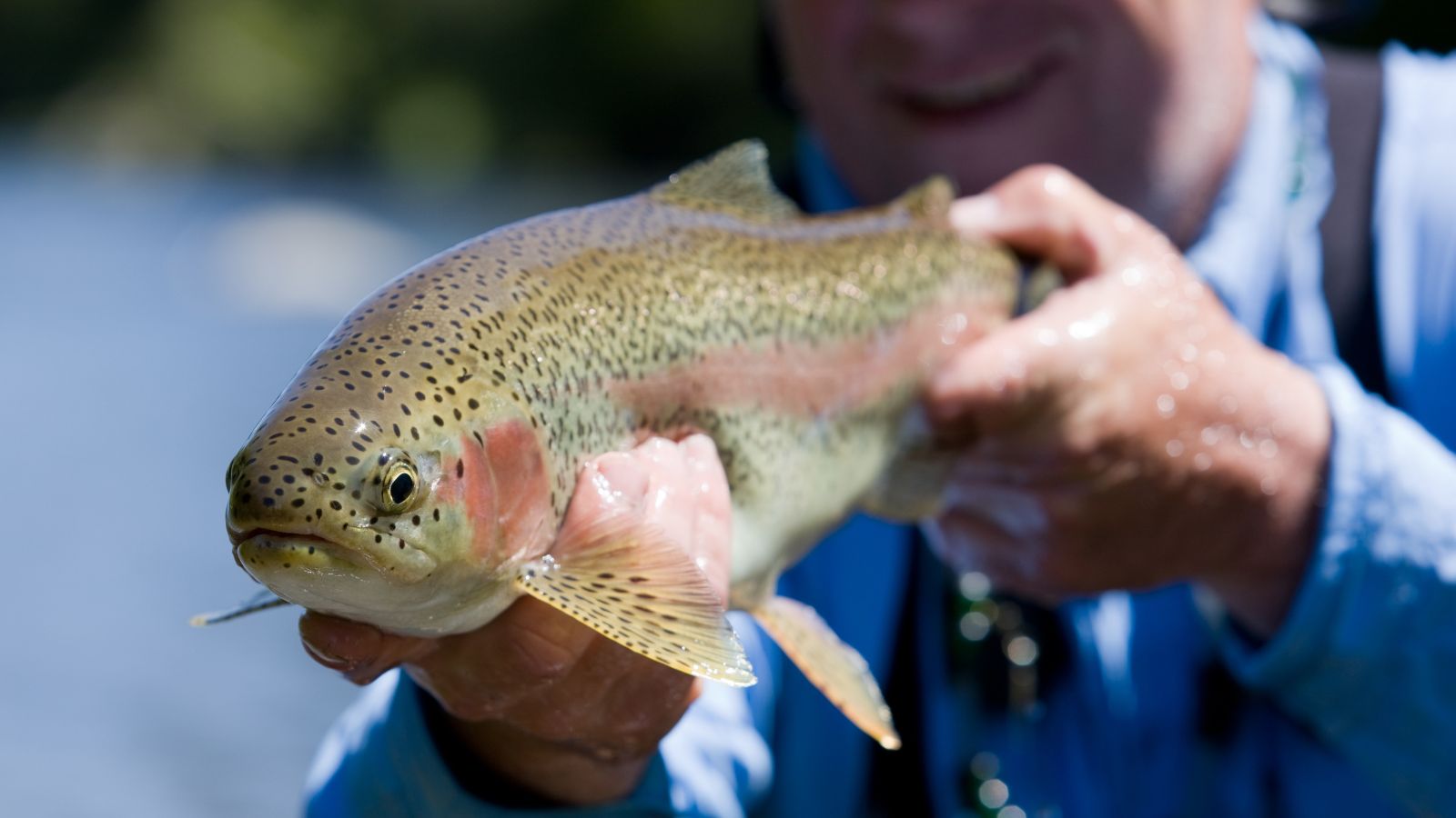 A person who is blurred holding up a large rainbow trout