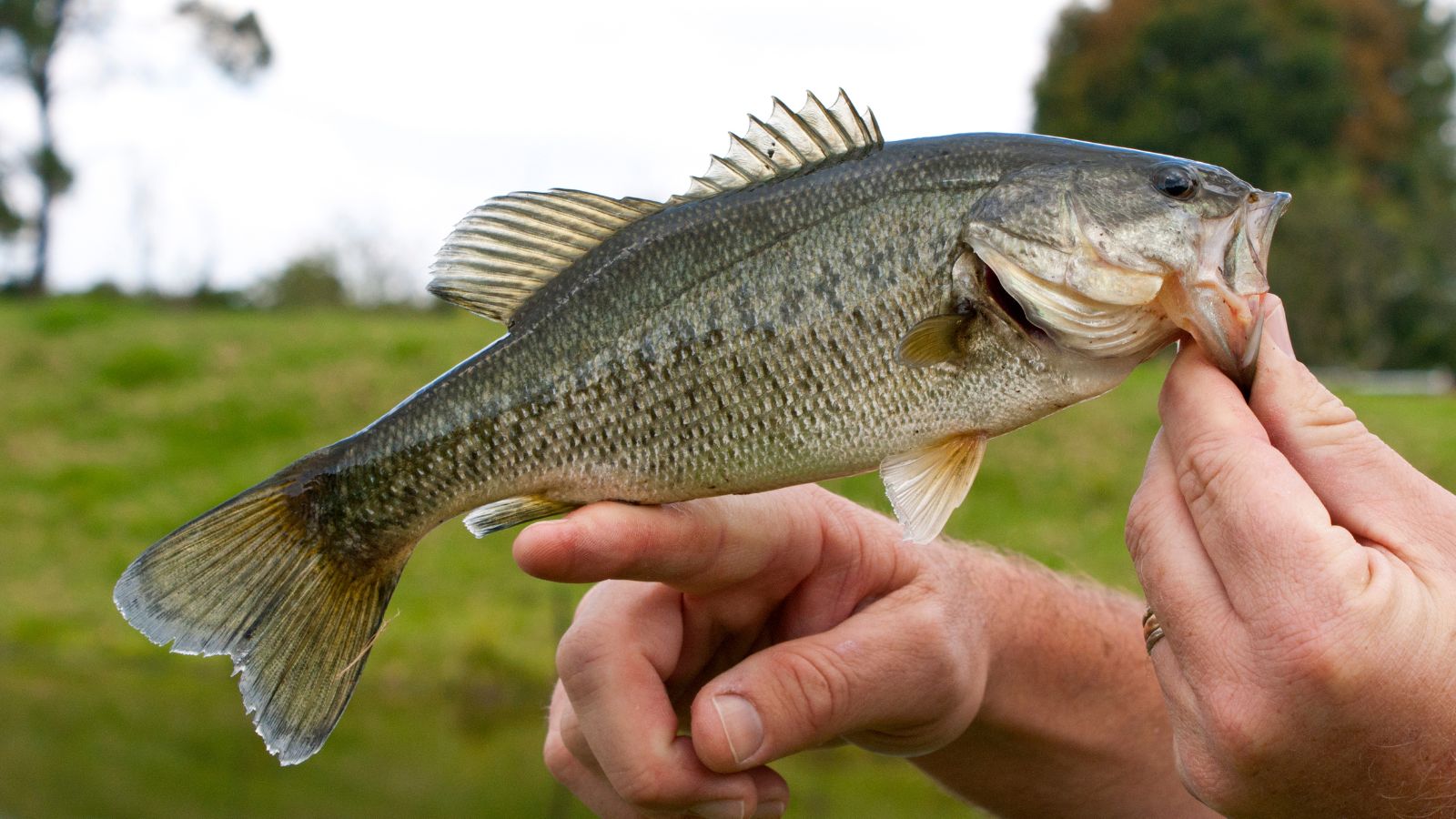 A person holds up a large mouthed bass