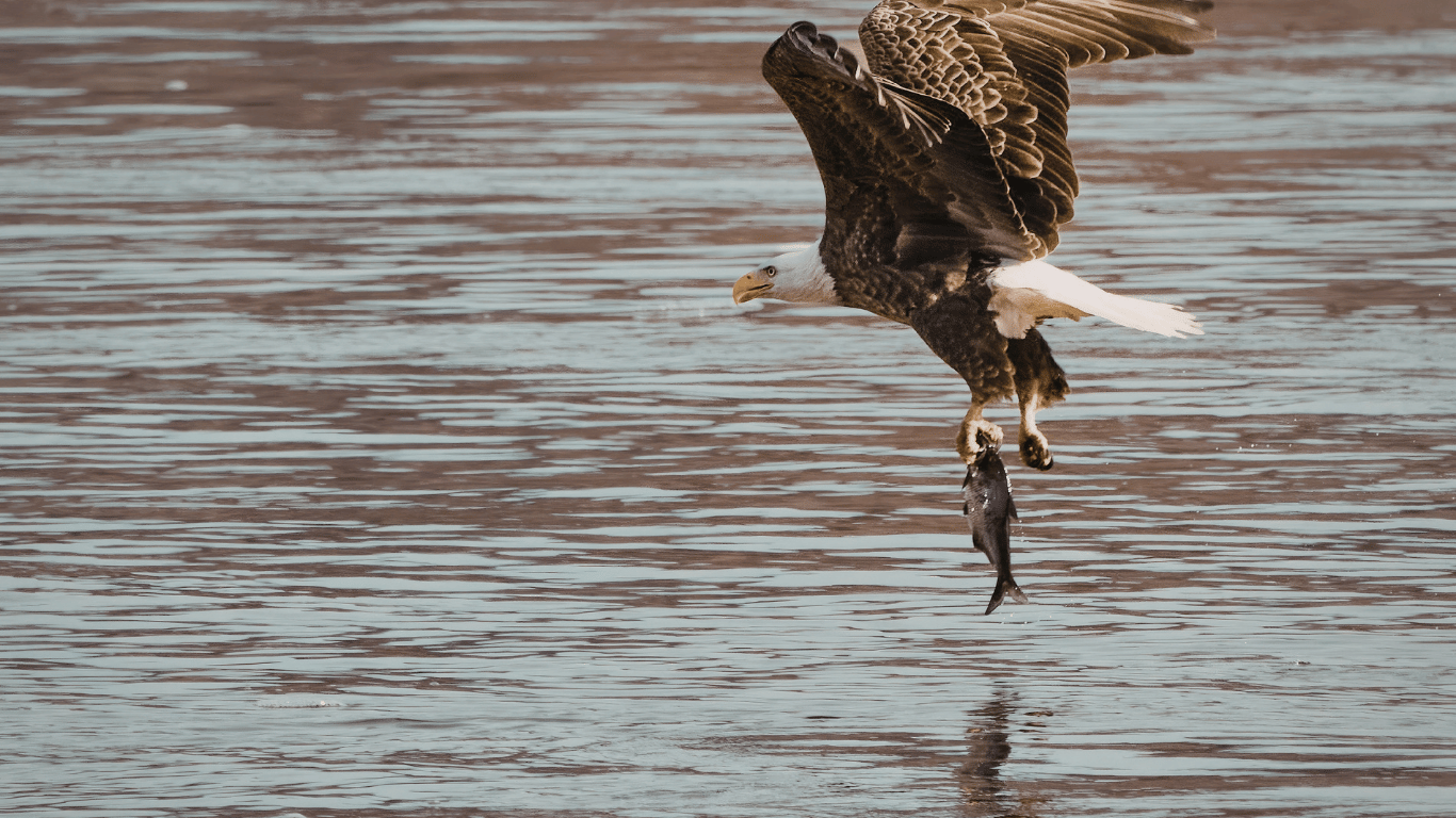 Bald eagle flying with a fish in the talons.