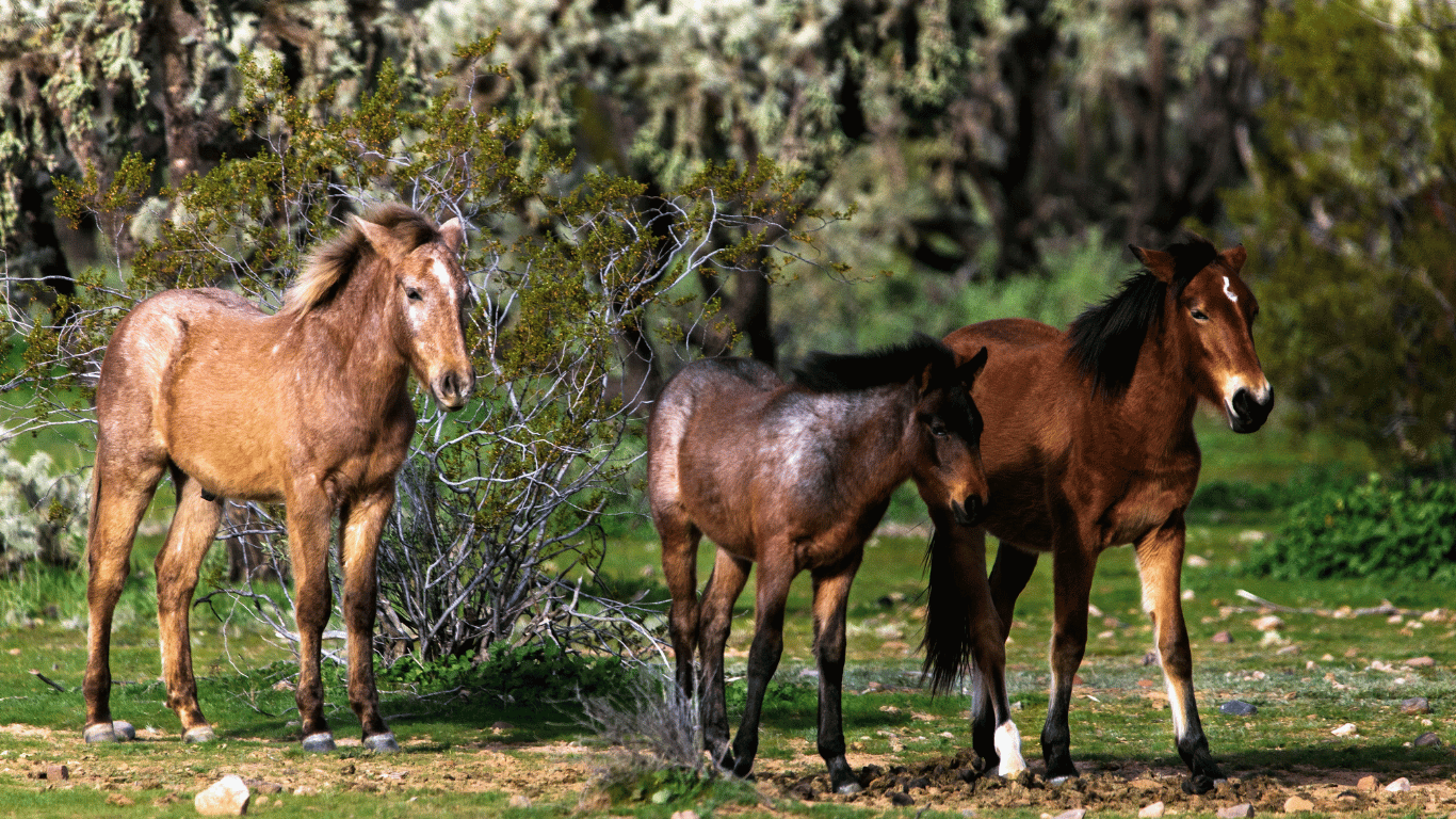 Wild horses on the salt river.