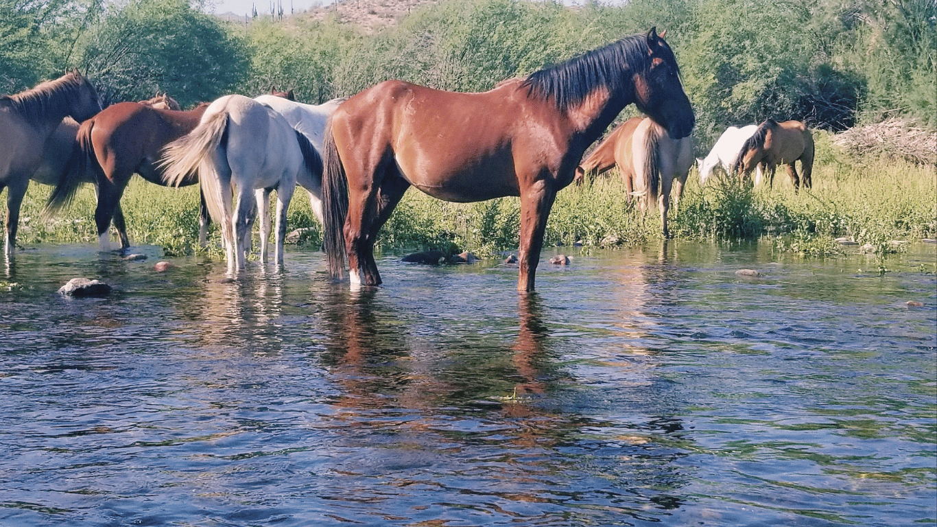 Herd of wild horses standing in banks of salt river.