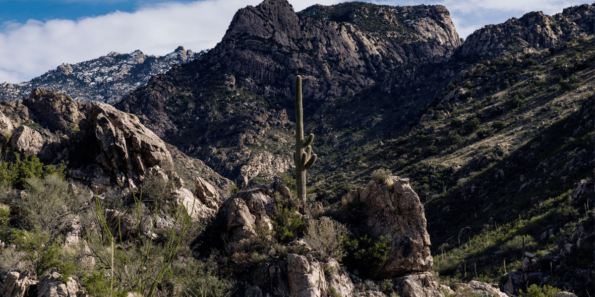 Landscape and flora in catalina state park in arizona.