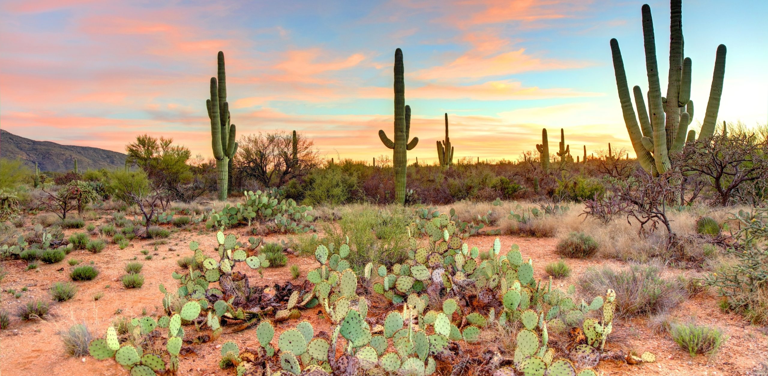 A scenic view of the cacti in tucson