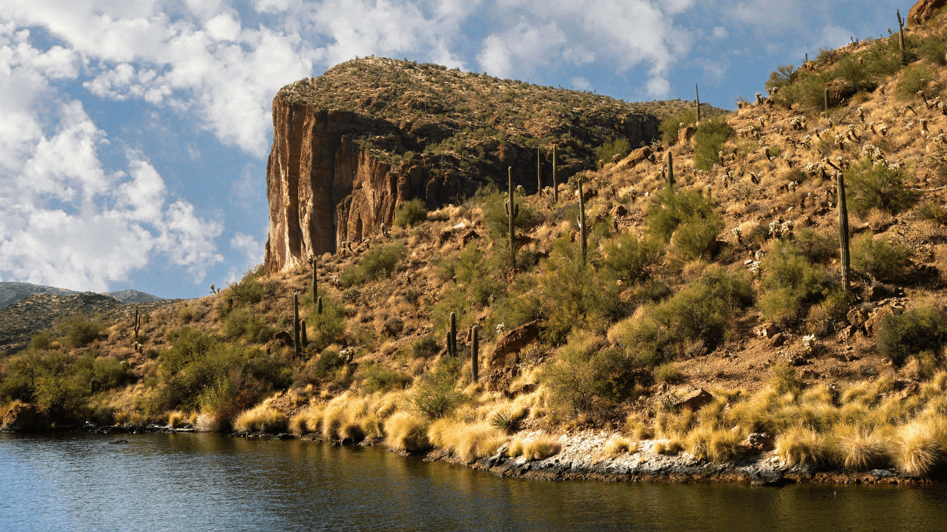 cactus growing along the salt river in arizona