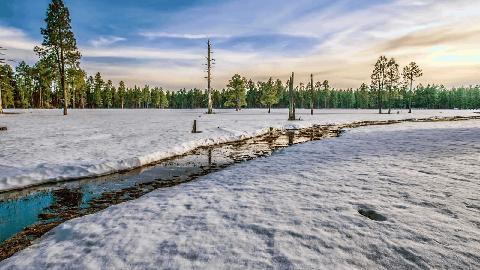 snow in the white mountains of arizona